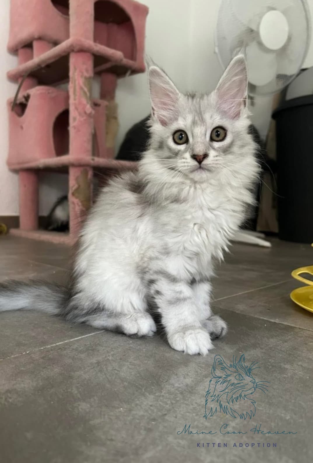 Stormy - Silver Shaded Tabby Maine Coon kitten